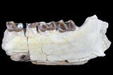 Hyracodon (Running Rhino) Jaw Section - South Dakota #81569-1